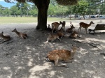 Ciervos en el parque de Nara