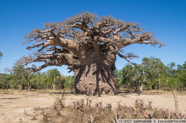 Madagascar Baobab Andombiry
El baobab más grande de Madagascar
