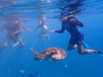 Nadando entre tortugas
Tortugas gigantes, turismo Islas Cabo Verde, Sal, Boavista, snorkel, Jigging