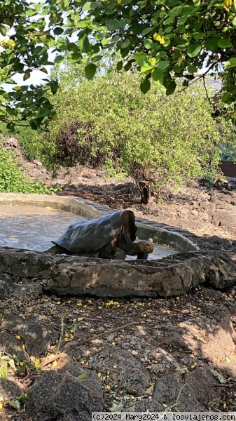 Tortugas Gigantes en Santa Cruz
Únicas tortugas gigantes, quedan muy pocas especies de esta emblemática familia de tortugas ambiguas. Una verdadera belleza de la naturaleza.
