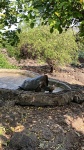 Tortugas Gigantes en Santa Cruz
Galapagos, Ecuador, aeropuerto, trasporte, vuelos, tortugas gigantes