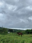 Finca el Progreso