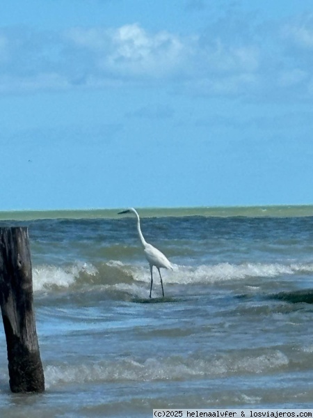 Garza En Holbox
Garza En Holbox
