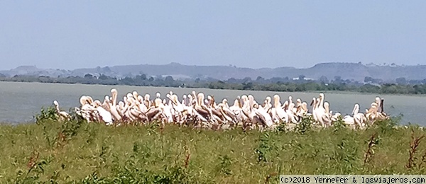 Pelícanos en Lago Tana - Etiopía
Pelícanos en el Lago Tana - Etiopía
