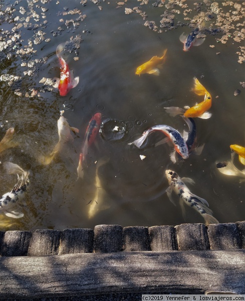 Peces Koi
Los peces Koi se parecen a dragones porque, según cuenta la leyenda los peces que nadando rio arriba, superaban la cascada, se convertían en dragones.
