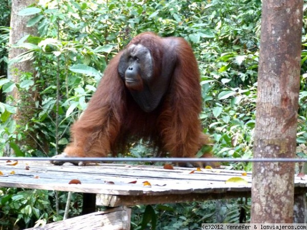 Orangután. Kalimantan (Borneo)
Orangután de la Reserva Tanjung Puting en Kalimantan (Borneo)
