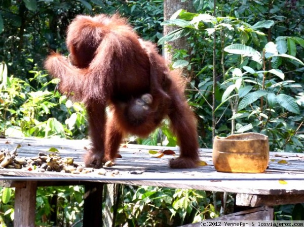 Orangután hembra con su cría.- Kalimantan
Orangutana con su cría en la reerva Tanjung Puting
