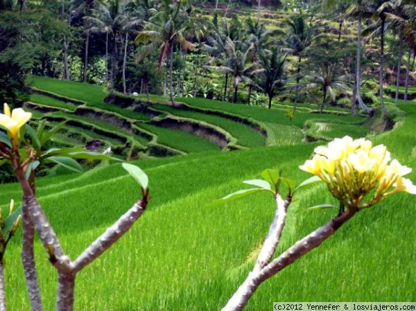 Terrazas de arrozales. Bali
Maravilloso paisaje de arrozales en terrazas que rodean el templo de Gunung Kawi. Bali
