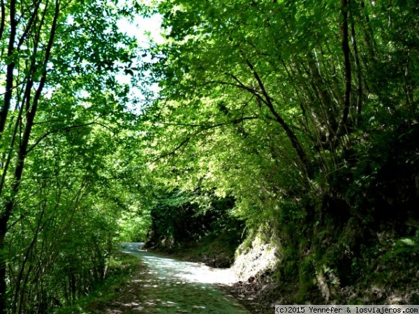 Senda o Ruta del Alba en el Parque de Redes (Asturias)
La densa vegetación forma túneles y proporciona sombra en los calurosos días de verano, en el Parque de Redes
