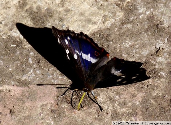 Fauna del Parque de Redes
Mariposa inquieta en Parque de Redes
