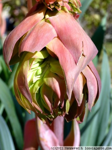 Flor.-
Flor aun no abierta pero de tamaño considerable.- Jardines 