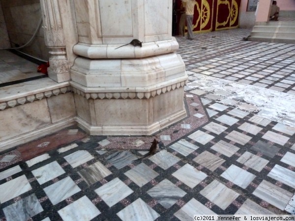 ¿Que tal por ahí abajo?
Templo de Karni Mata.- (India)
