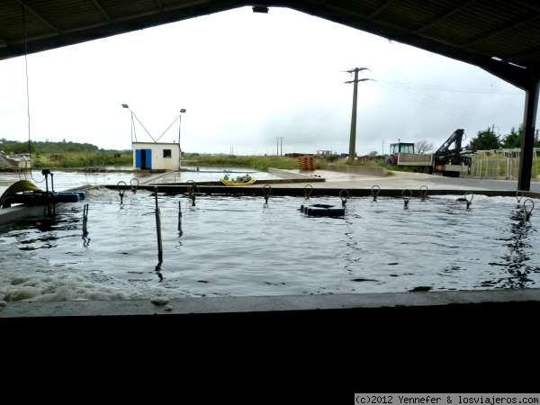 Cultivo de ostras. Isla d'Oleron
Una delas piscinas utilizadas para el cultivo de ostras. Isla d'Oleron
