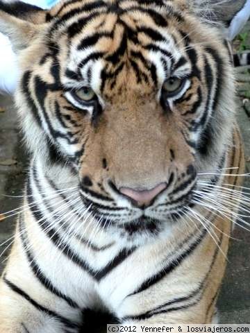 Tigre (evidentemente)
Tigre en el Tiger Kingdom de Chiang Mai
