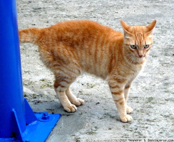 Gato rubio posando
Gatito, minino, micifú, miau miau, bis bis, cat, qeT, gatto, etc
