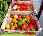 Tomates en el mercado de La Rochelle
Tomates.- La Rochella (Francia)