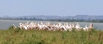 Pelícanos en Lago Tana - Etiopía