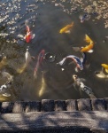 img_20191107_105142_peces_koi