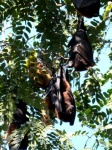 Murciélagos.- Rajastan (India)