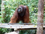 Orangután. Kalimantan (Borneo)