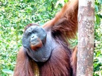 Orangután macho. Borneo
Orangután macho