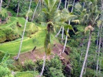 Arrozales. Bali
Arrozales. Bali