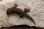 Bichos de Malta
Moorish Gecko. Malta