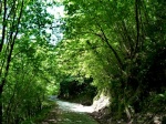 Senda o Ruta del Alba en el Parque de Redes (Asturias)