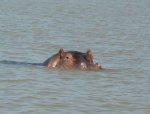 Hipopótamo
Hipopótamo