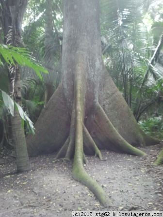 ARBOL CEIBAL
Sitio arquelógico en plena selva, se llega en barca por el rio Pasión.
