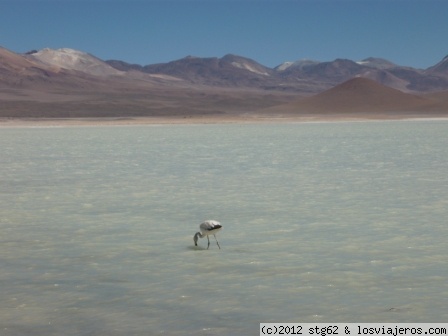 LAGUNA BLANCA - BOLIVIA
Está dentro de la Reserva Nacional de Fauna Andina, en el suroeste de Bolivia, departamento de Potosí. Presenta un color blancuzco debido al alto contenido de minerales.
