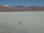 LAGUNA BLANCA - BOLIVIA