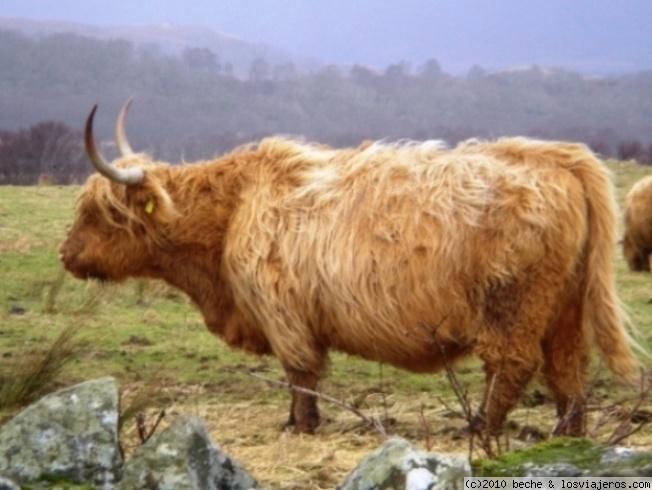 Viajar a  Reino Unido: Escocis - Escocia - Vaca escocesa (Escocis)