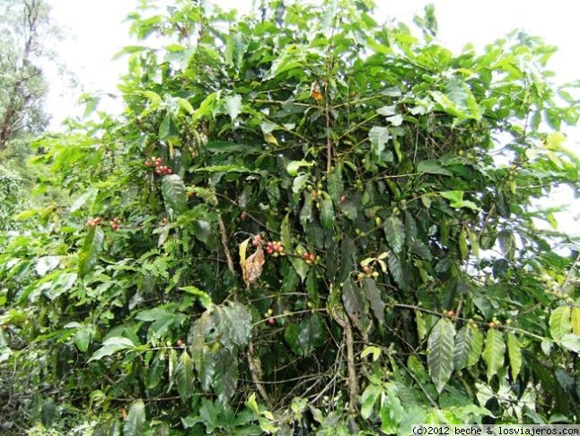 Viajar a  Cabo Verde: Marca Botas Andreu Buenafuente - Planta de café - Cabo Verde (Marca Botas Andreu Buenafuente)