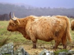 Escocia - Vaca escocesa