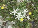 Dolomitas - Edelweiss.