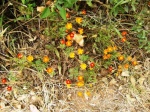 Florecillas en la Sierra de la Malagueta - Cabo Verde