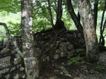 Raíces en las rocas
Plantas