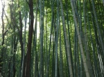 Bosque de bambú
Bosque, bambú