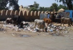 Vacas Jaisalmer