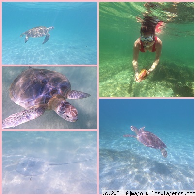 Más snorkel en el Barceló
Caracolas, tortugas y muchos más
