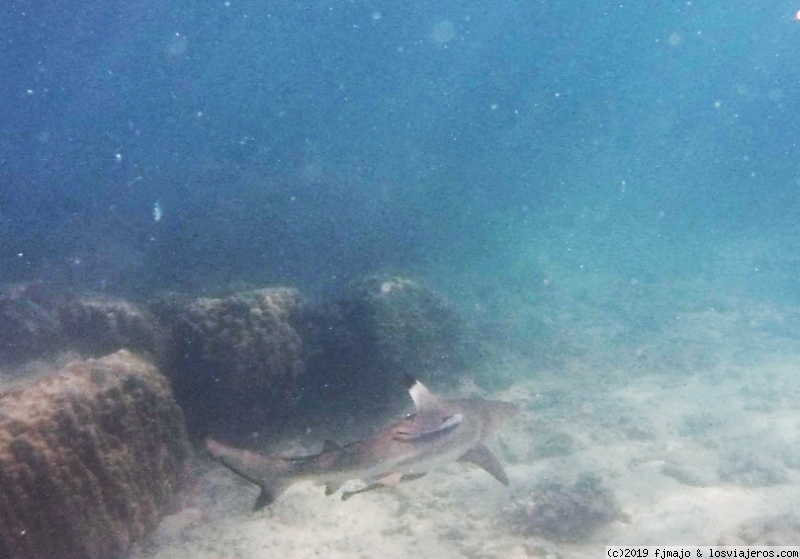 PERHENTIAN KECIL: ENTRE TIBURONES Y PECES LORO GIGANTES DE CABEZA JOROBADA. - Singapur, Borneo y Malasia (4)