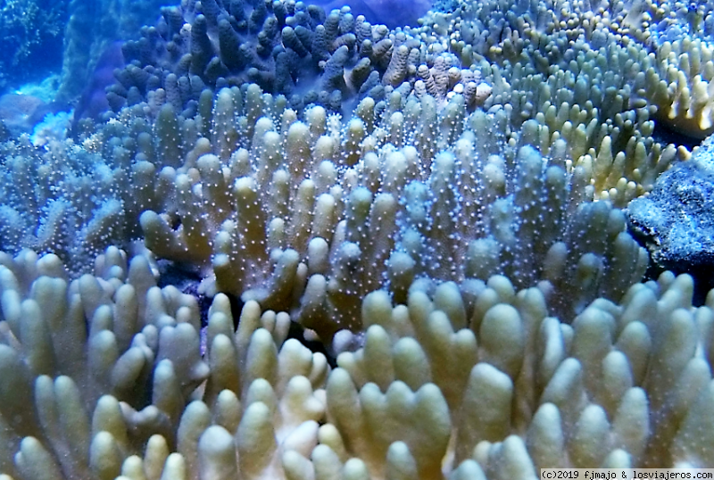 PERHENTIAN KECIL: ENTRE TIBURONES Y PECES LORO GIGANTES DE CABEZA JOROBADA. - Singapur, Borneo y Malasia (6)