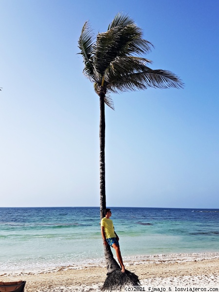 Playa del Barceló
Muchas palmeras
