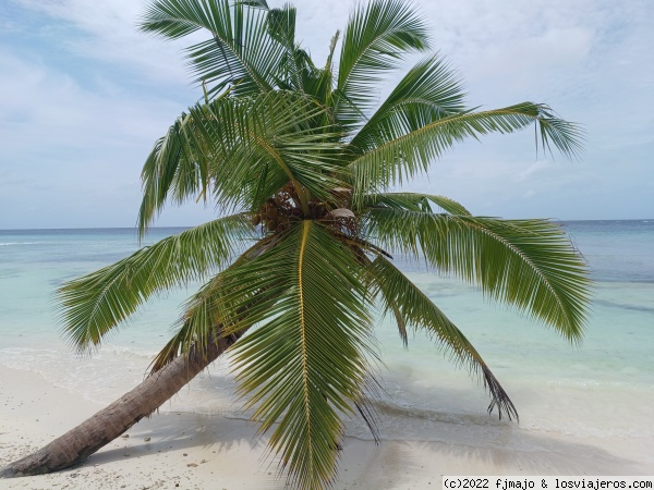 Palmeras en la playa secreta
Muchas palmeras en esta isla

