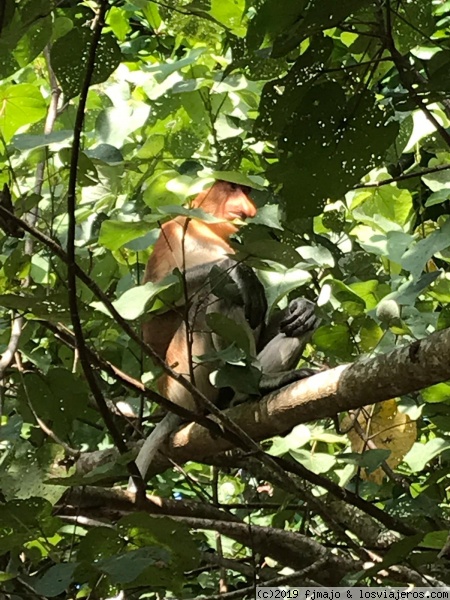 Mono naringudo
Monos comiendo
