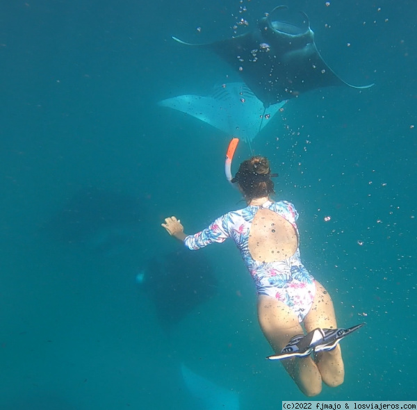 Nadando con mantas
Es alucinante como bailan contigo
