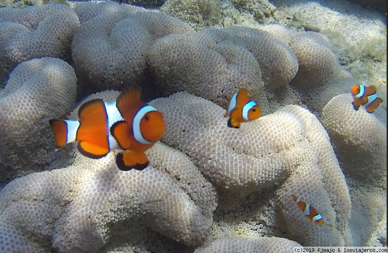 PERHENTIAN KECIL: ENTRE TIBURONES Y PECES LORO GIGANTES DE CABEZA JOROBADA. - Singapur, Borneo y Malasia (2)