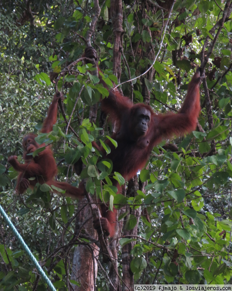 BORNEO: ORANGUTANES EN SEMENGOH Y MUCHO MÁS EN LA SELVA DE BORNEO - Singapur, Borneo y Malasia (2)