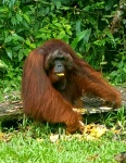 El jefe del Parque Nacional de Semengoh